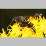 Ancistrocerus nigricornis - Faltenwespe m005d 8-9mm - Sandgrube Niedringhaussee-det.jpg